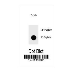 Phospho-peptide, non-phospho-peptide