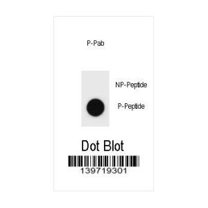Phospho-peptide, non-phospho-peptide