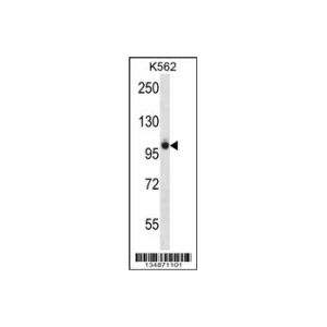 K562 