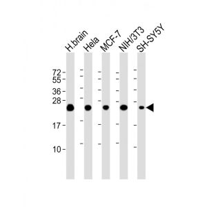 Human Brain Cells, Hela Cells, MCF-7 Cells, NIH/3T3 Cells