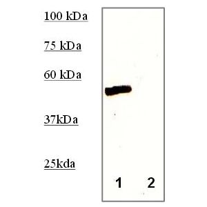 Mouse Liver