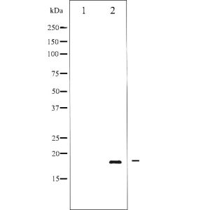 COS7 whole cell lysates