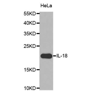 HeLa Cells