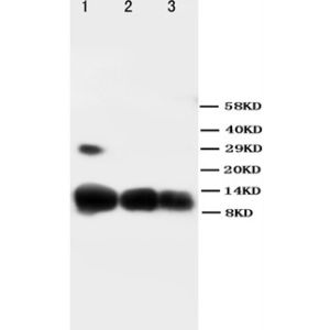 Recombinant Human CXCL10