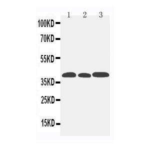 Mouse Lung, Mouse Intestine, Mouse Kidney