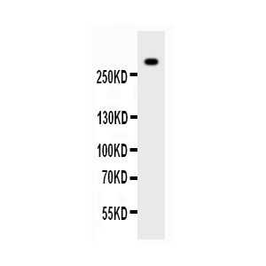 HT1080 Whole Cell Lysate