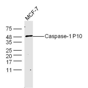 MCF-7 cells lysates