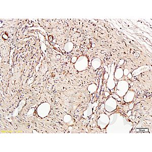 Rat skin tissue