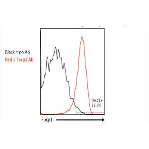 Pmel-1 splenocytes