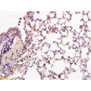 Mouse lung