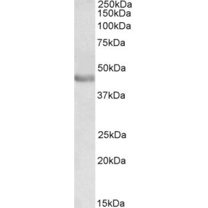Human Duodenum