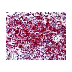 Human Spleen