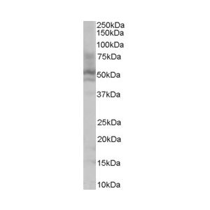 HepG2