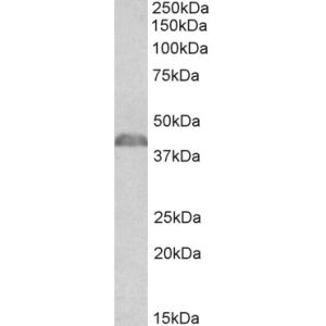 Mouse Thymus