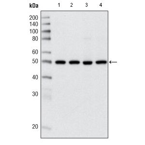 Hela (1), Jukat (2), HepG2 (3) SMMC-7721 (4) cell lysate