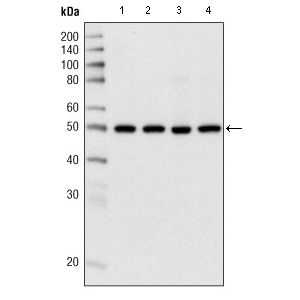 Truncated Myostatin-His recombinant protein (1)
