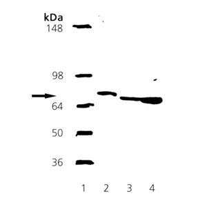 Grp78 recombinant protein, CHO-K1 cell lysate, mouse liver microsome tissue extract