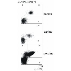 Human B lymphocytes, Dog B lymphocytes, Pig B lymphocytes