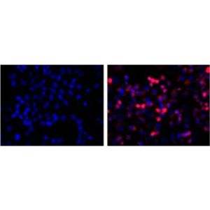 HEK293 cells