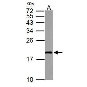 Mouse muscle lysate/extract