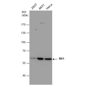 Various whole cell