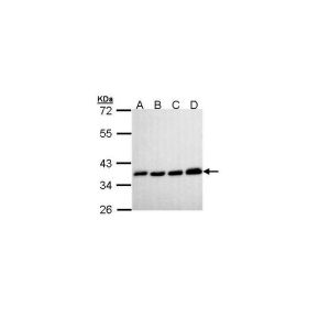 H1299 , Hela, HepG2, Molt-4 