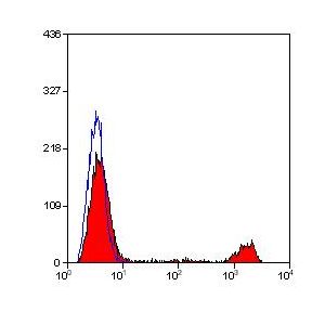 Rat peripheral blood lymphocytes