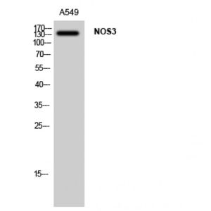 A549