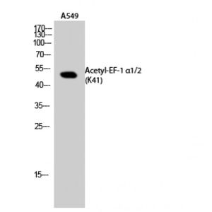 A549