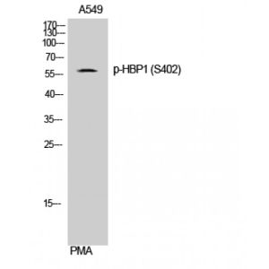A549