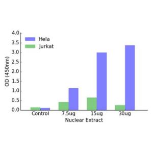 Jurkat and Hela Nuclear Extract