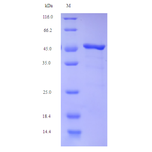 Protein SDS-PAGE