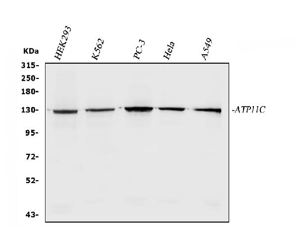 a06516 1 atp11c primary antibodies wb testing 1_1