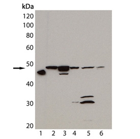 M03050_1 WB anti hsp47 antibody monoclonal m16 10a1