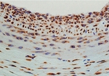 M03050_2 IHC anti hsp47 antibody monoclonal m16 10a1