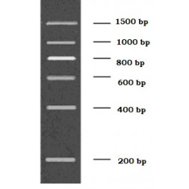 200-1500bp DNA Marker, Ready-to-use