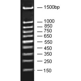 50-1500bp DNA Marker, Ready-to-use