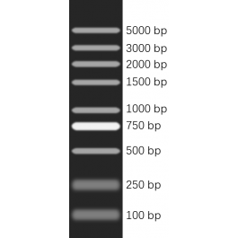 100-5000bp DNA Marker Plus, Ready-to-use