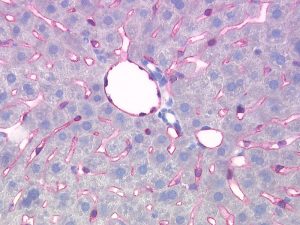 The monoclonal antibody clone SZ31 (DIA-310) reacts specifically with endothelial cells in vessels and capillaries of mouse liver (FFPE tissue). Der monoklonale Antikörper Klon SZ31 (DIA-310) reagiert spezifisch mit Endothelzellen in Gefäßen und Kapillaren in der Mäuse Leber (FFPE Gewebe).