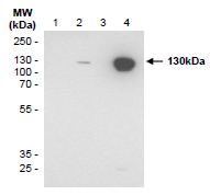 Western blot detection (WB) with anti-CD31 (PECAM-1) Antibody (clone SZ31) - dianova