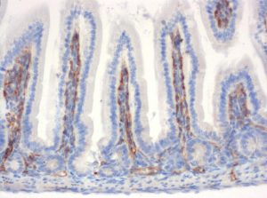 The monoclonal antibody clone SZ31 (DIA-310) reacts specifically with endothelial cells in vessels and capillaries of small intestine from mice (FFPE tissue). Der monoklonale Antikörper Klon SZ31 (DIA-310) reagiert spezifisch mit Endothelzellen in Gefäßen und Kapillaren des Dünndarm aus der Maus (FFPE Gewebe).