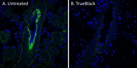 TrueBlack reduces autofluorescence in the FITC channel in rat kidney tissue sections. Rat kidney cryosections were fixed in formaldehyde, and left untreated (A) or treated with TrueBlack (B). Nuclei were stained with DAPI (blue). Autofluorescence in the FITC channel (green) was imaged on a Zeiss LSM700 confocal microscope using the same imaging settings for each sample.