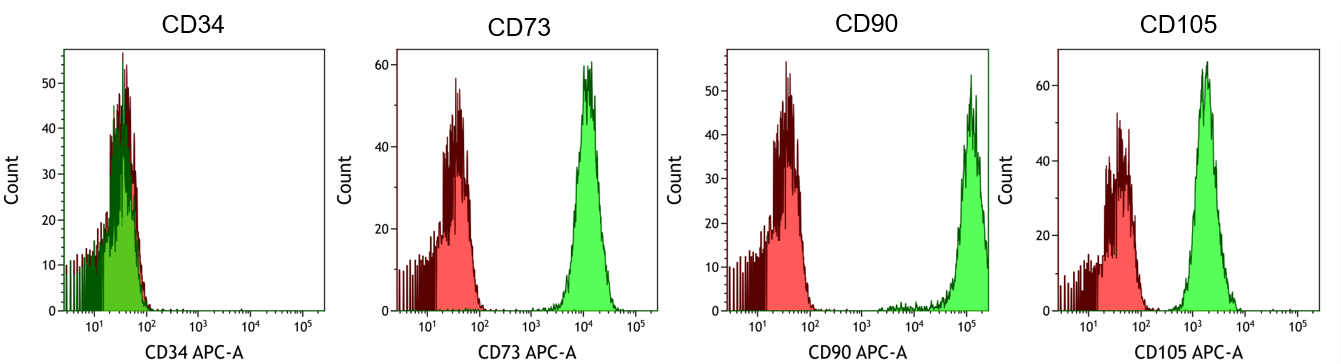 Expression of typical marker proteins_WJ_MSC_TERT273