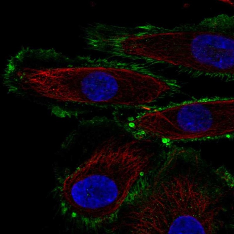 Figure 1 IF staining of human cell line RPTEC TERT1