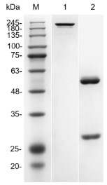 Figure 1 Anti-Human CEACAM5 Recombinant Antibody (PABL-496) in SDS-PAGE