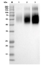 Figure 3 Anti-Human CEACAM5 Recombinant Antibody (PABL-496) in WB
