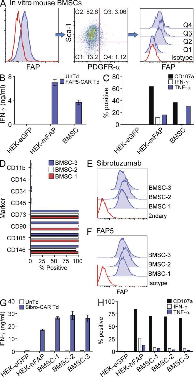 Figure 1 Murine and human multipotent BMSCs express FAP and are recognized by T cells expressing FAP-reactive CARs.