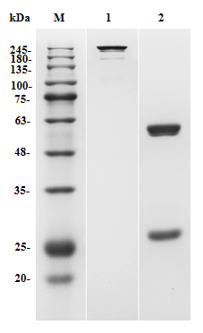 Figure 3 Mouse Anti-MUC1 Recombinant Antibody (5E5) (TAB-418MZ) in SDS-PAGE