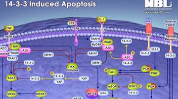 Pathway Poster: 14-3-3 Induced Apoptosis