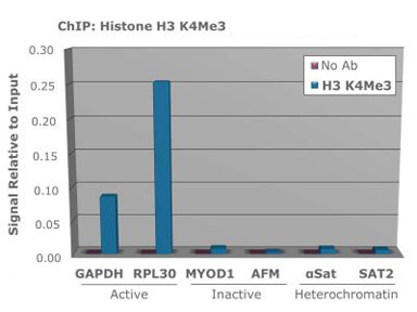 Histone H3 K4/me3 ChIP